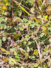 Bossiaea prostrata