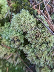 Leucobryum