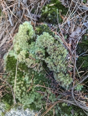 Leucobryum