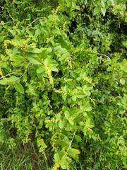 Forestiera ligustrina