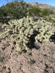 Cylindropuntia bigelovii