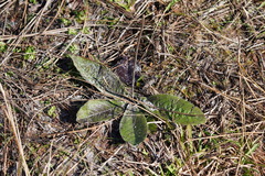 Hieracium megacephalon