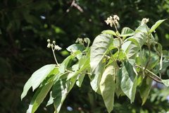 Solanum erianthum