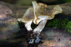Lyophyllum