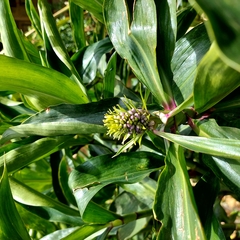 Dichorisandra thyrsiflora