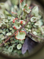 Cladonia pleurota