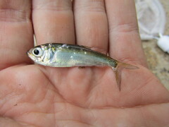 Alosa pseudoharengus