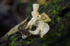 Lyophyllum