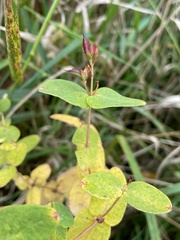 Hypericum virginicum