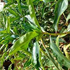 Dichorisandra thyrsiflora