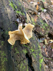 Lyophyllum