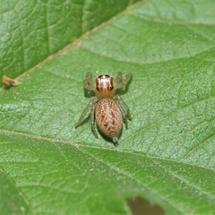Chira gounellei
