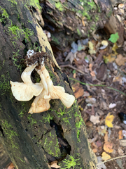 Lyophyllum