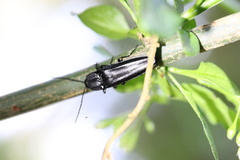 Tibionema abdominalis
