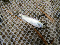 Alosa pseudoharengus