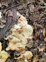 Lyophyllum