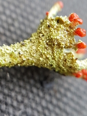 Cladonia pleurota