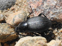 Eleodes carbonaria