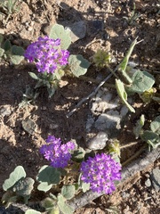Abronia villosa