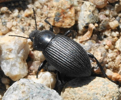 Eleodes carbonaria