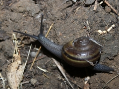 Helminthoglypta tudiculata