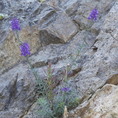 Linaria purpurea