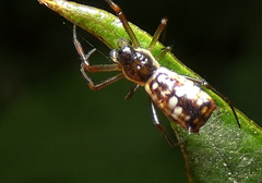 Micrathena fissispina