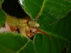 Andricus notholithocarpi