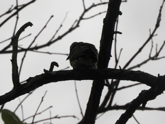 Myiodynastes maculatus