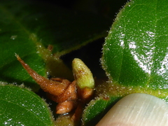 Andricus notholithocarpi