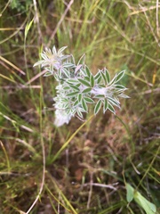 Chamaecytisus prolifer