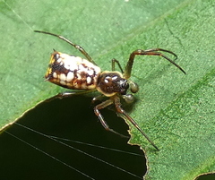 Micrathena fissispina