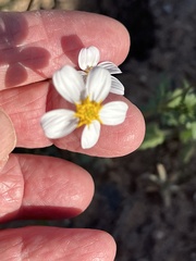 Coreocarpus parthenioides parthenioides