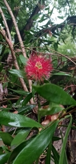 Melaleuca citrina