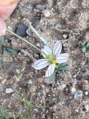 Coreocarpus parthenioides parthenioides
