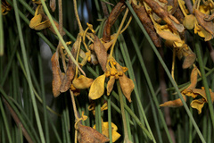 Notothixos subaureus