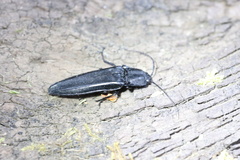 Tibionema abdominalis