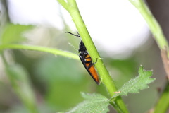Tibionema abdominalis