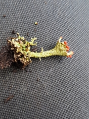 Cladonia pleurota