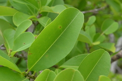Anacardiaceae