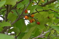 Anacardiaceae