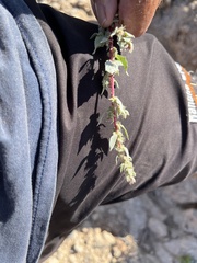 Atriplex barclayana