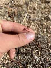 Eriogonum caespitosum