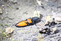 Tibionema abdominalis