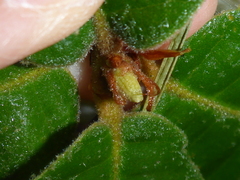 Andricus notholithocarpi