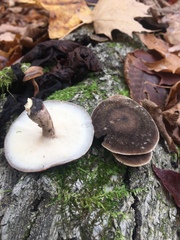Lentinus brumalis