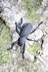 Aegorhinus suturalis