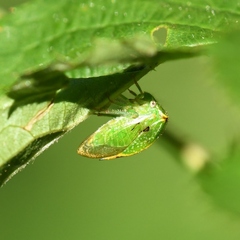 Stictocephala bisonia