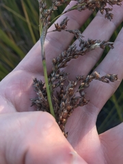 Machaerina articulata