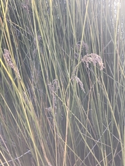 Machaerina articulata